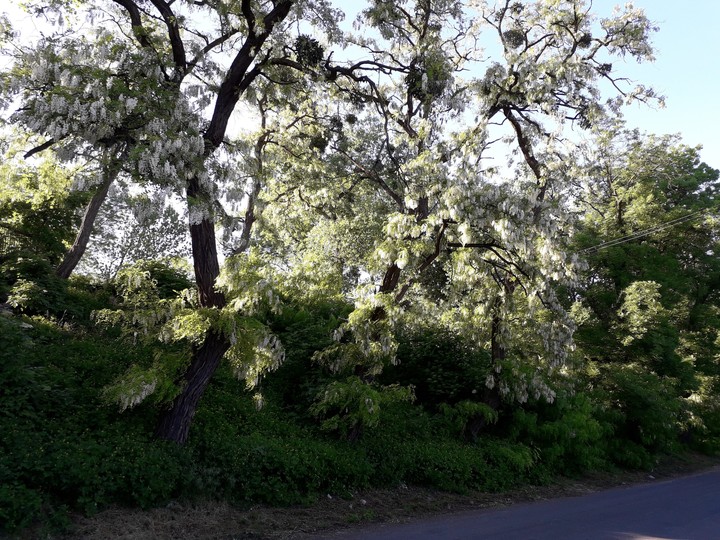 Trees