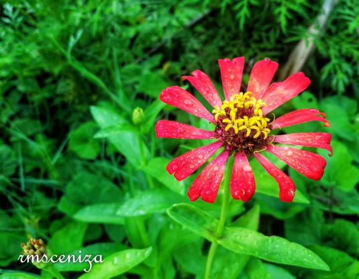 Flower blooms
