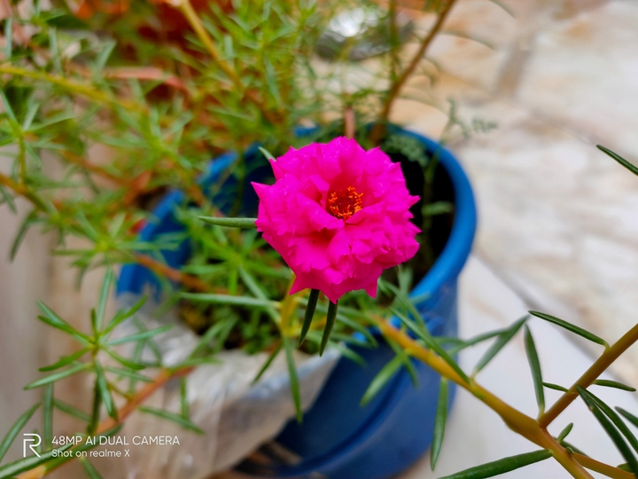 BEAUTIFUL FLOWER ?