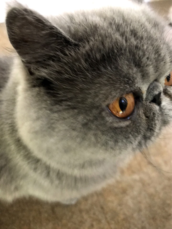 My beautiful cat