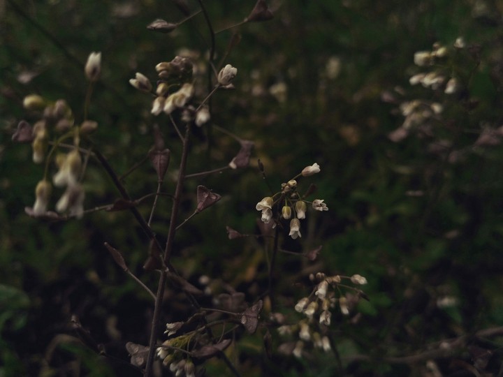 little flowers at dusk