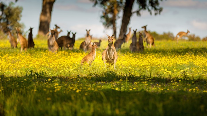 Kangaroos, Australia