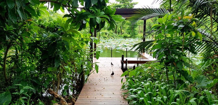 pond, Bangkok Thailand