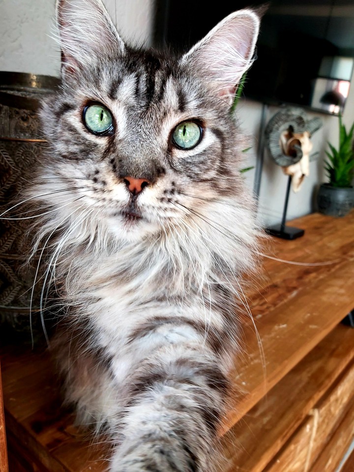 Binkie