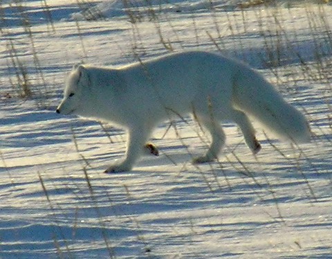 arctic, vertebrate वॉलपेपर