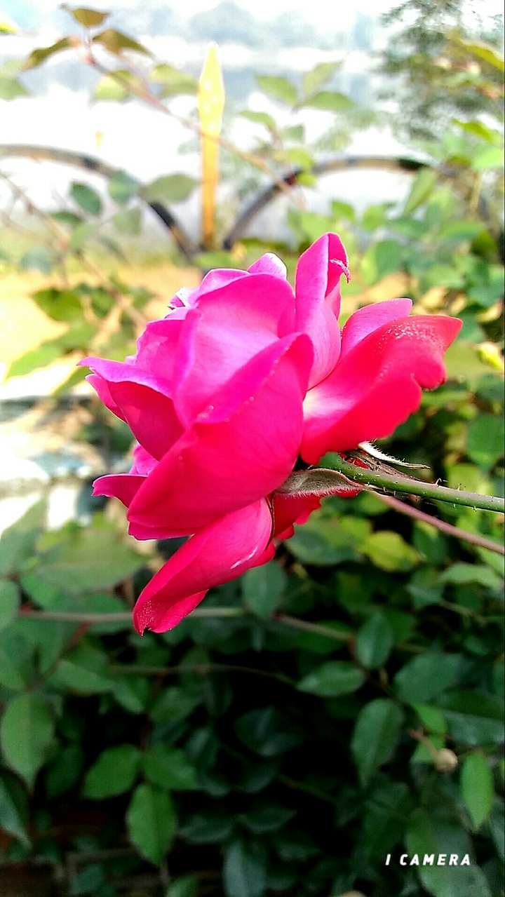 Pink Rose
