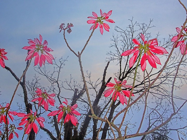 flowerporn
