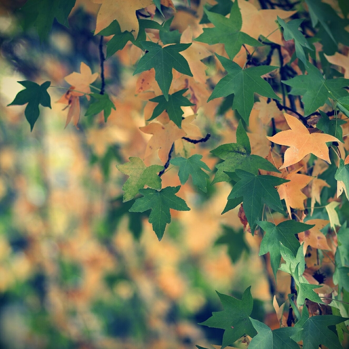 Feuilles