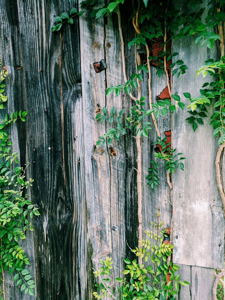 grow