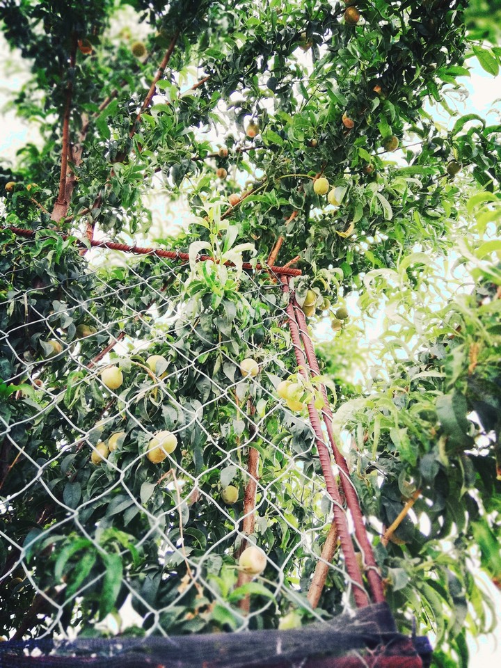 apricot