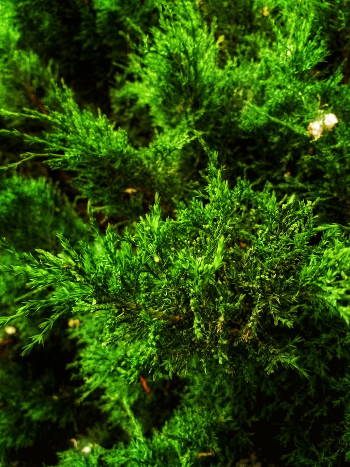 Neon green