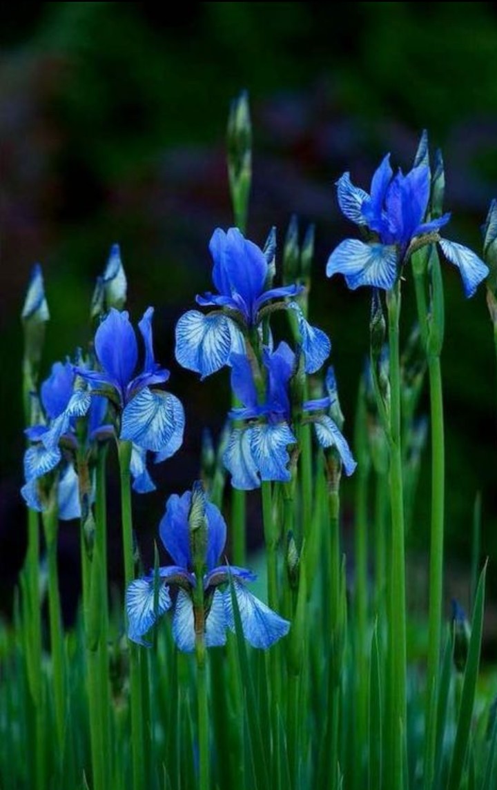Iris