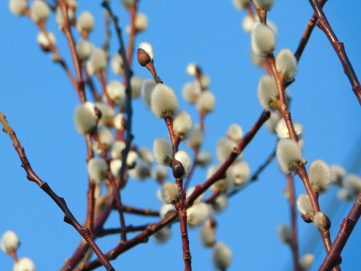 Pussy Willow