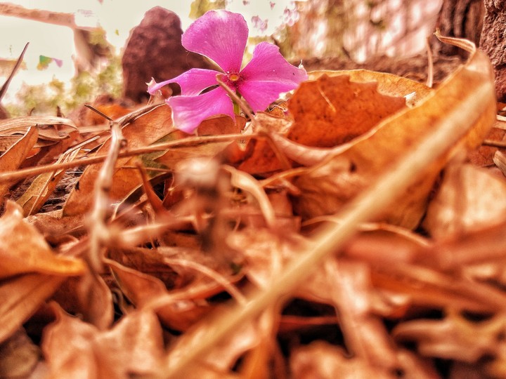 dry leaf?