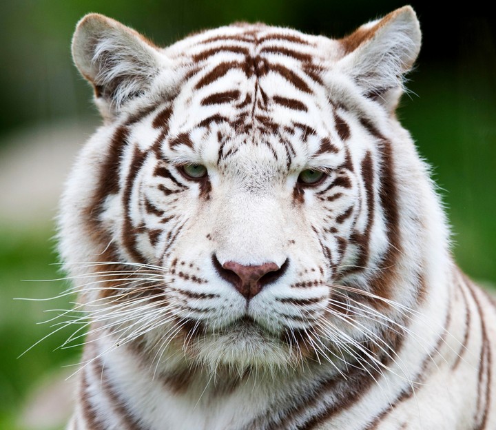 Tiger White Tiger Muzzle