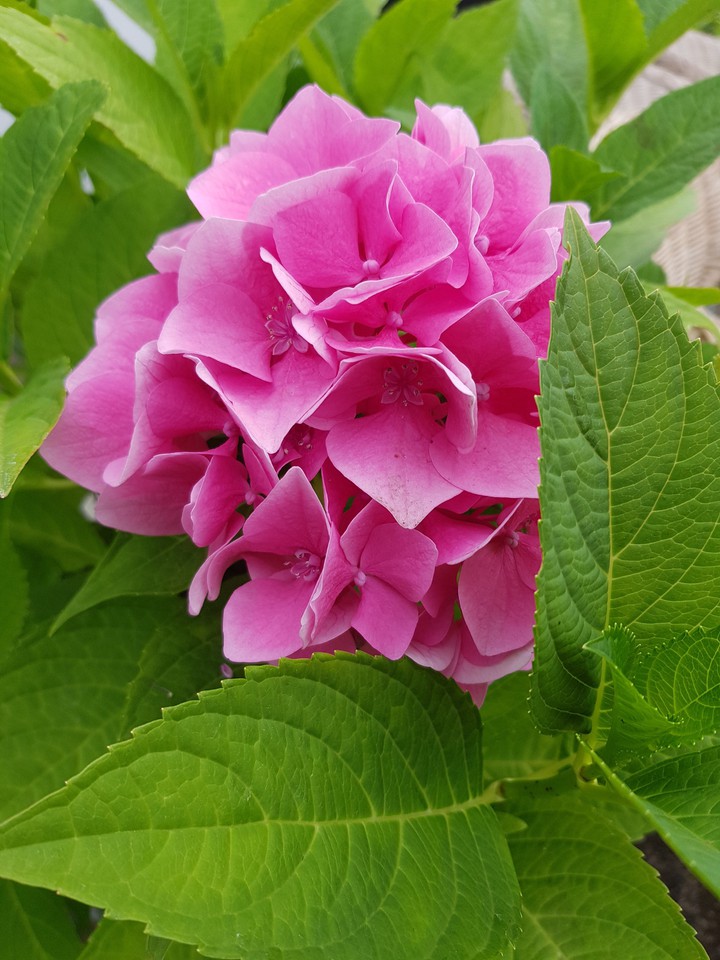 hortensia