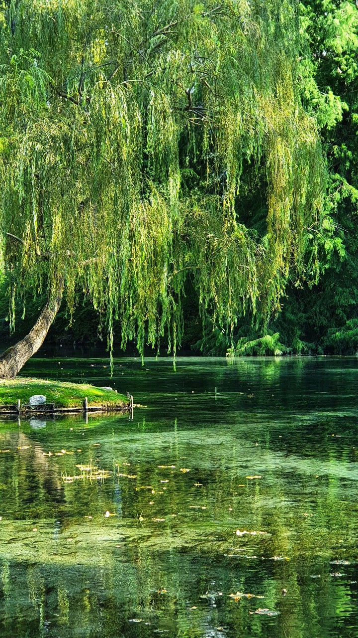 Clitunno's Weeping Willow
