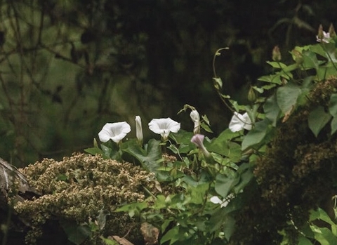 morningglories, daturas वॉलपेपर