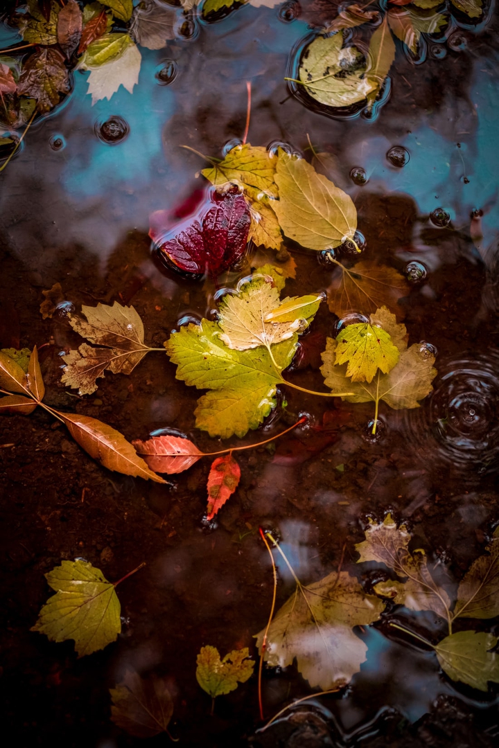 Watery leaves