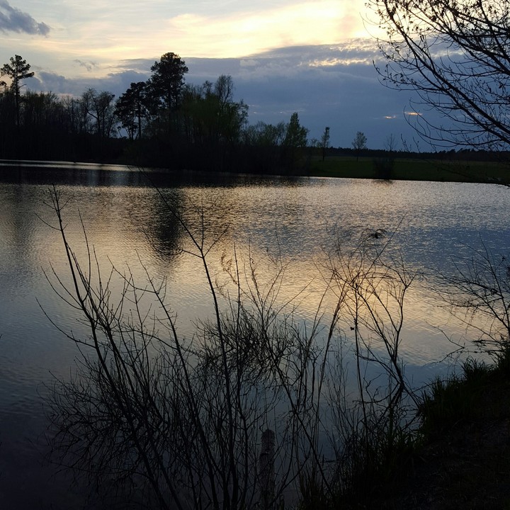 Peaceful Pond