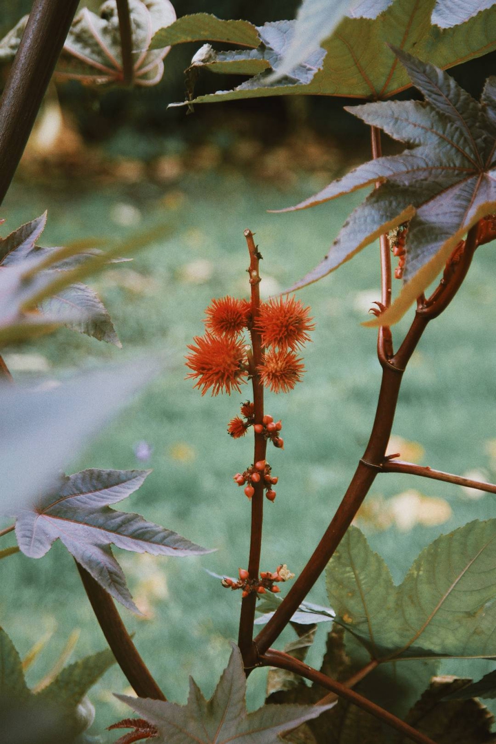 orangetree