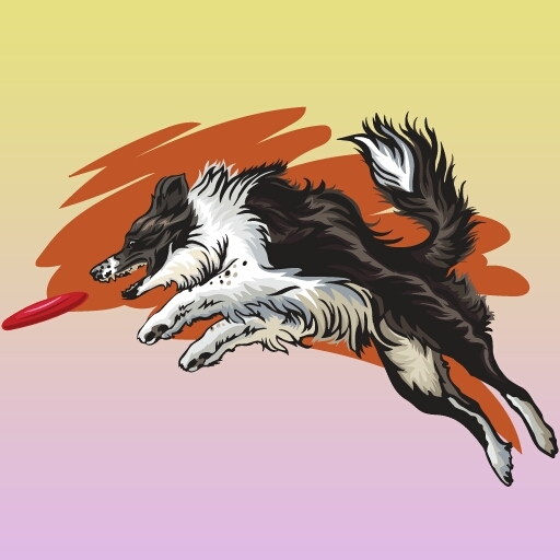 Border Collie dog
