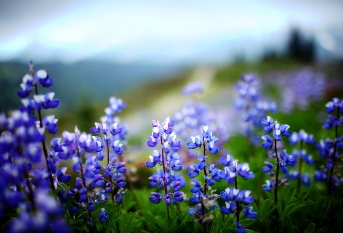 Beautiful flowers.