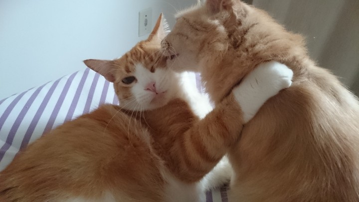 cat love