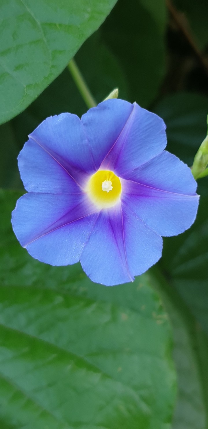 Lovely Lavender flower