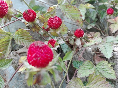 strawbery