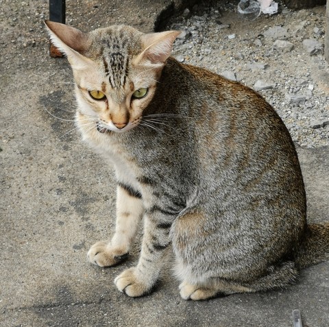 the cat different eyes colour