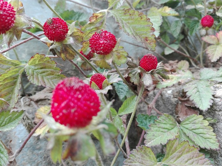 strawbery