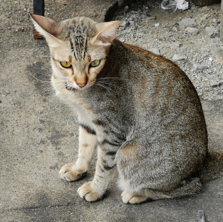the cat different eyes colour