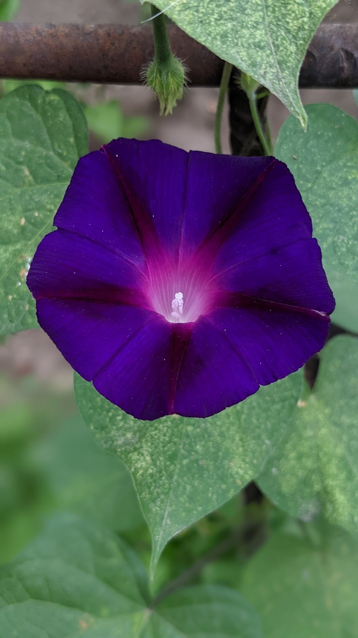 natura