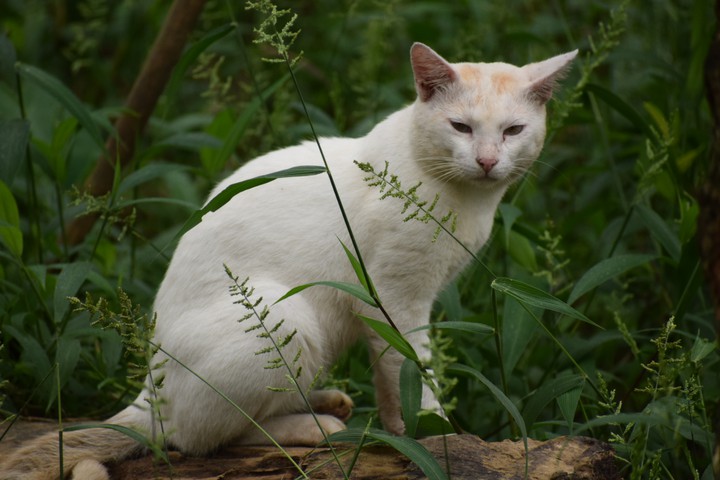 wild cat