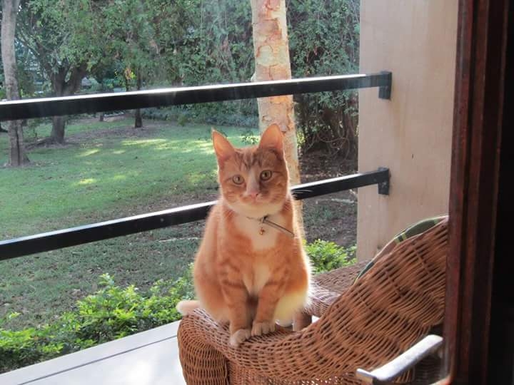 cat