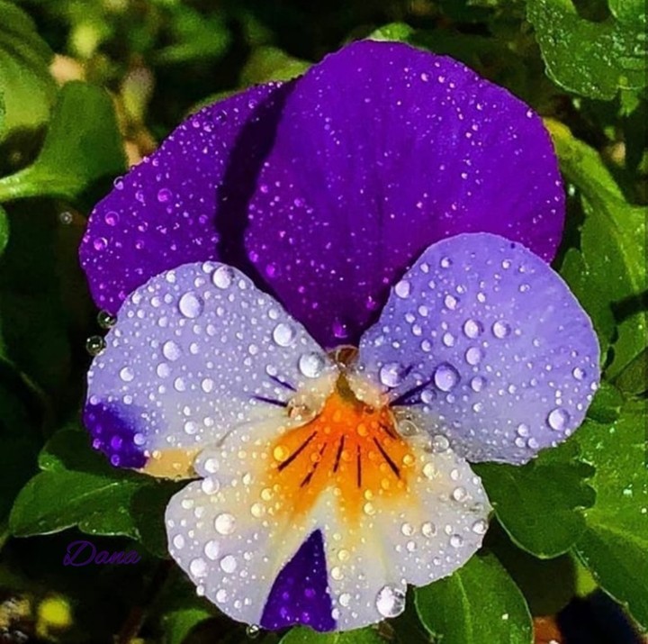 Viola