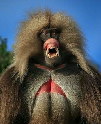 A Mad Ape