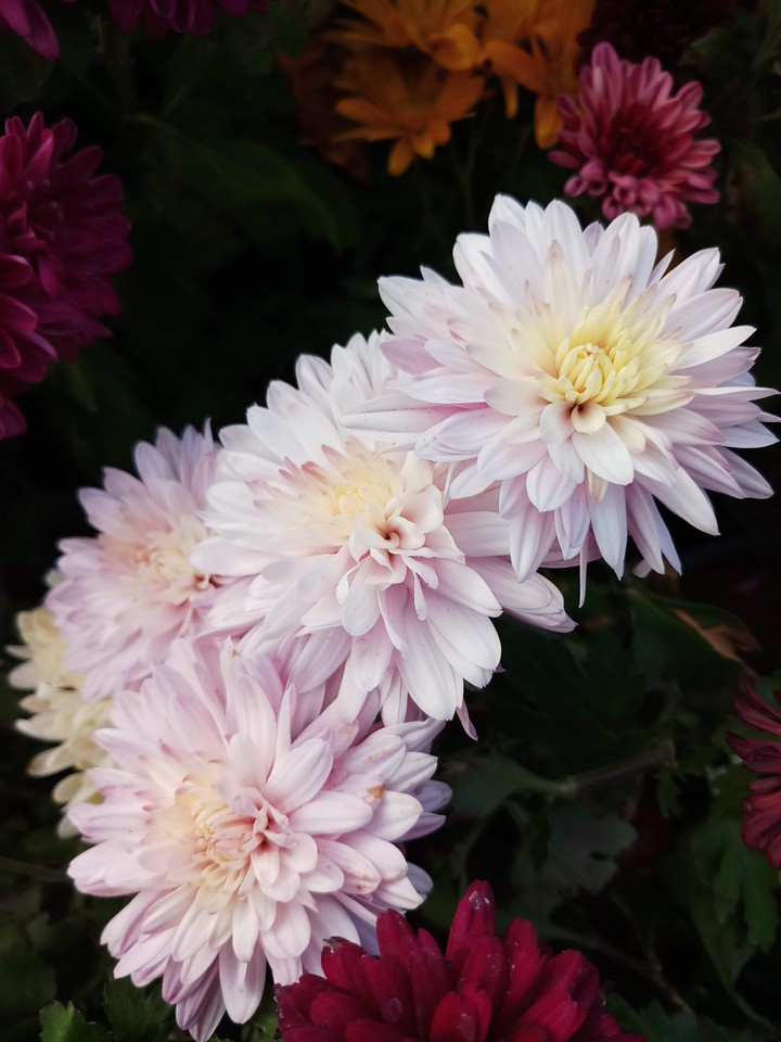 flowers