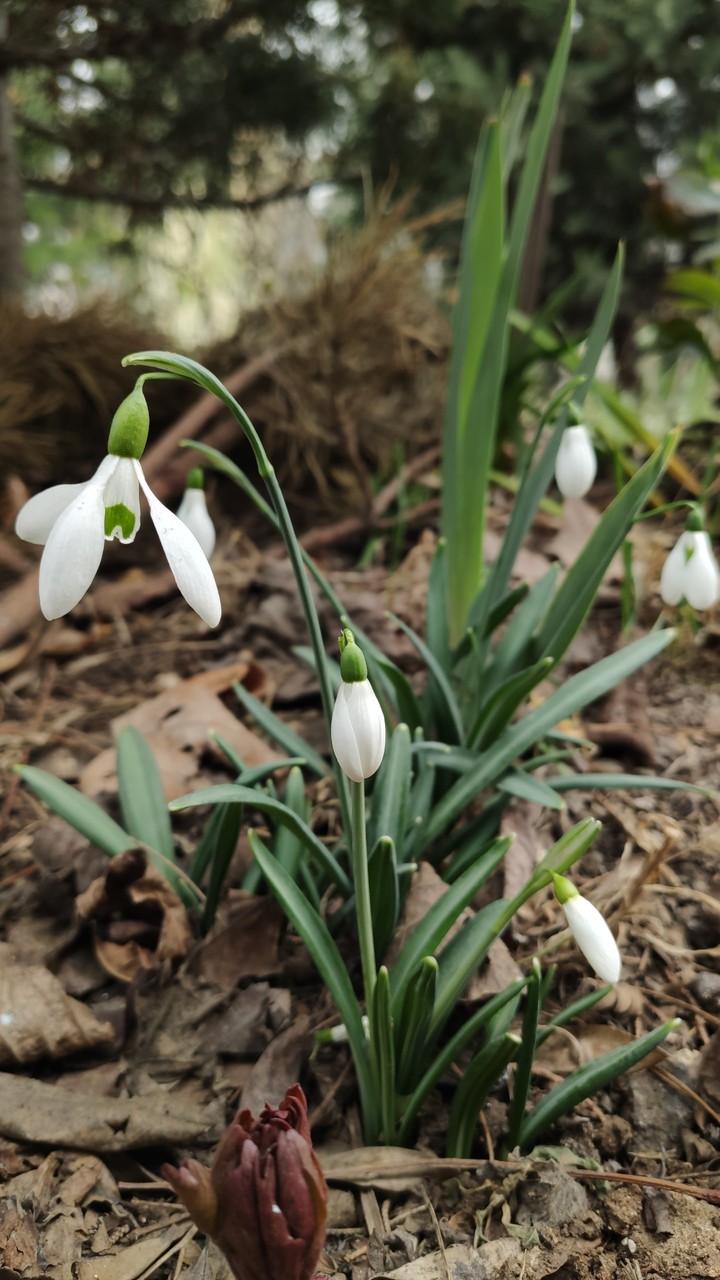 Snowdrops