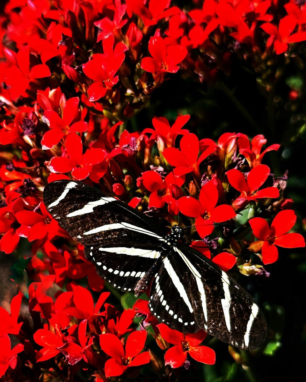 tapety wildflower, lepidoptera