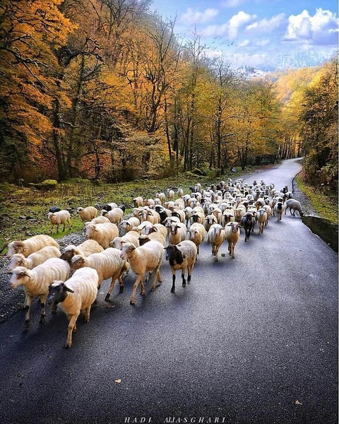 Gilan Nature