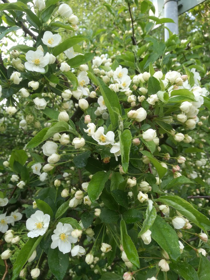 White flowers
