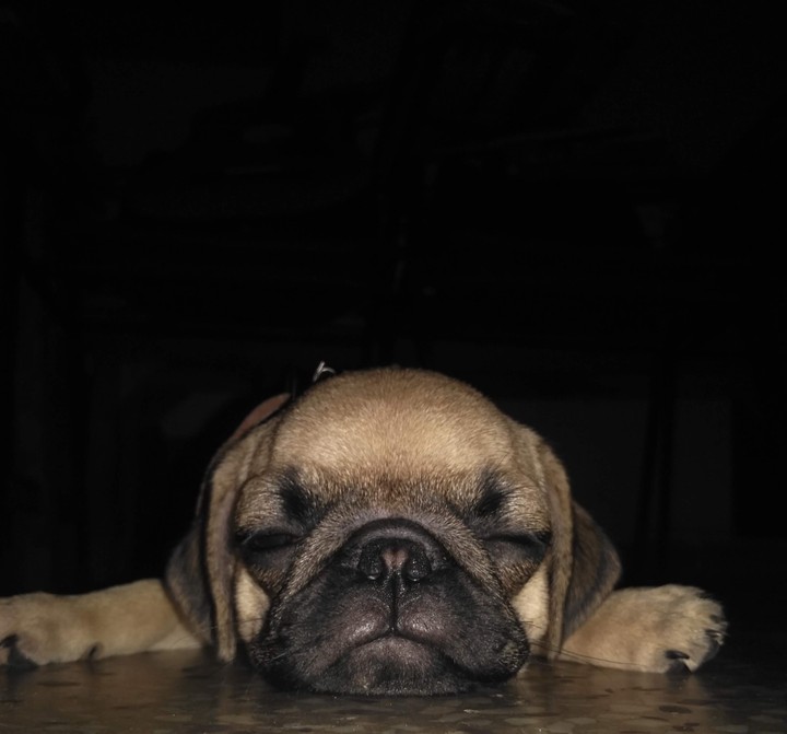 dog