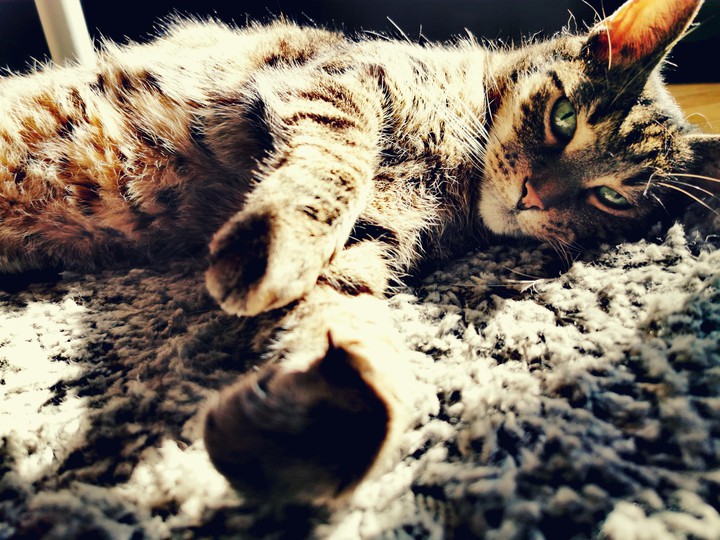 My cat