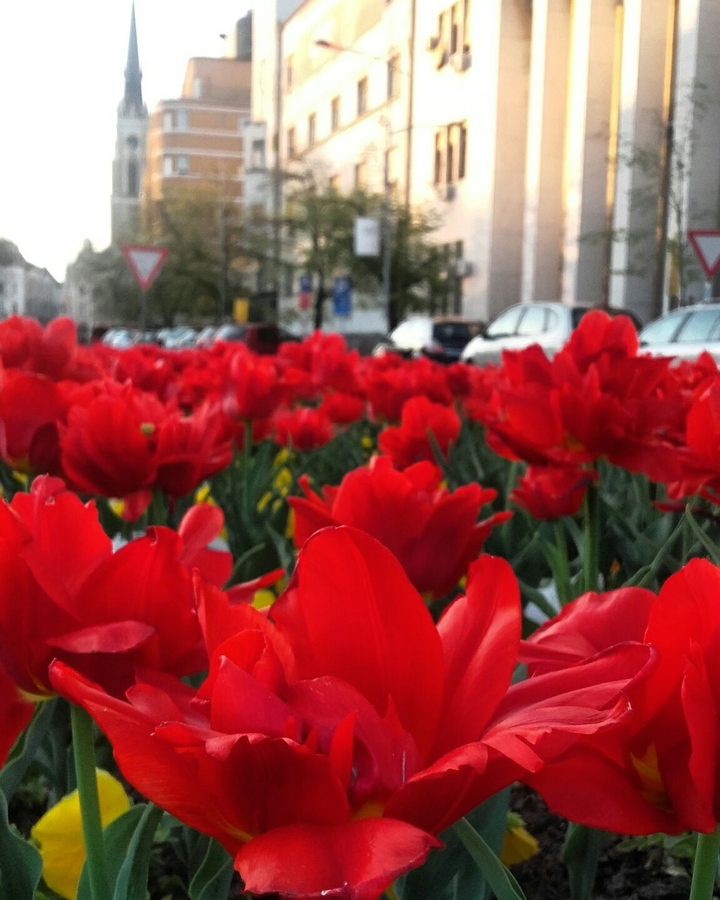 Novi Sad