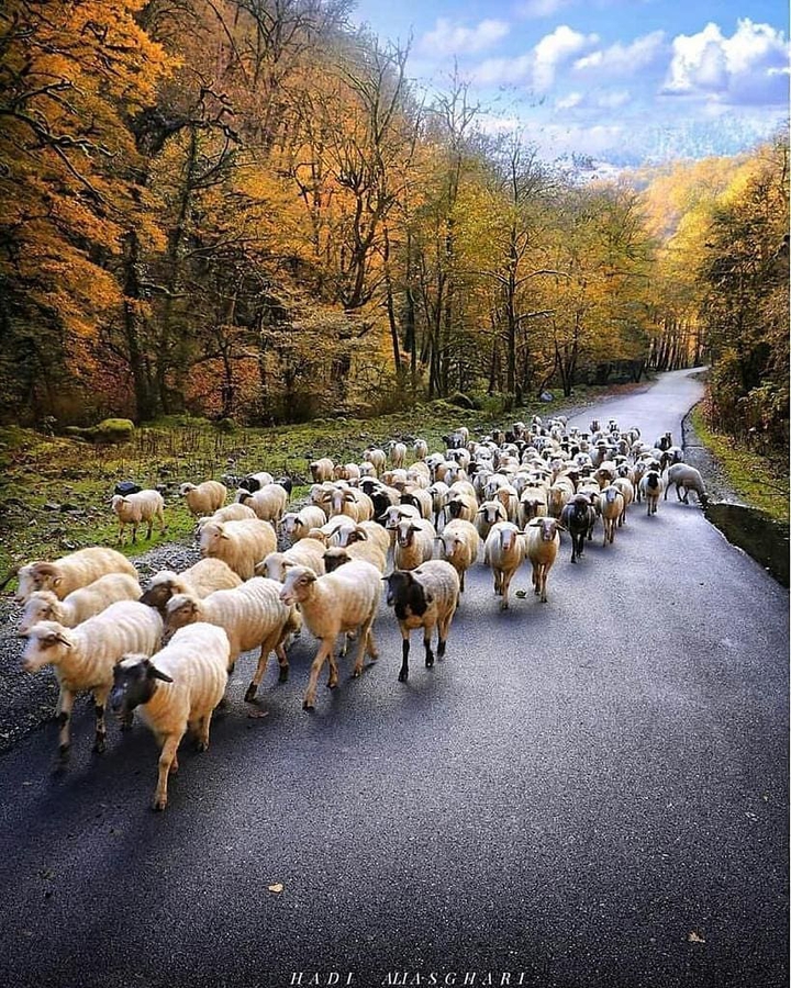 Gilan Nature