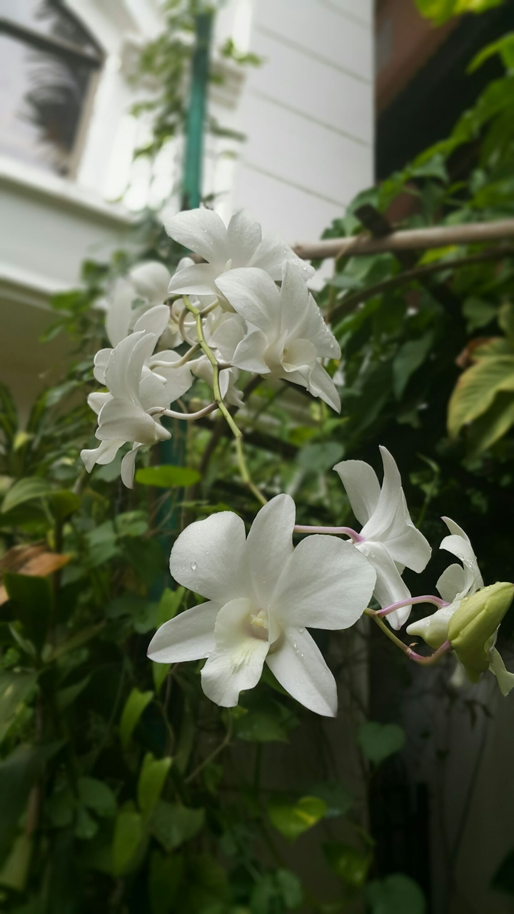 flowers