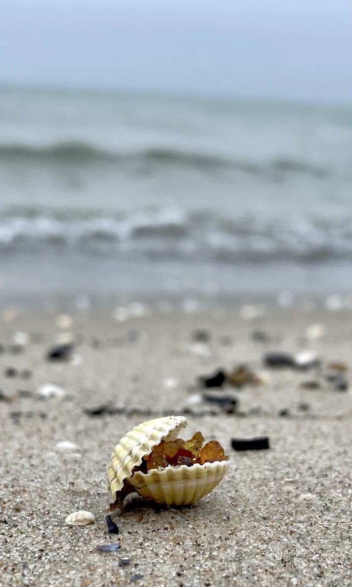 amber and Shell