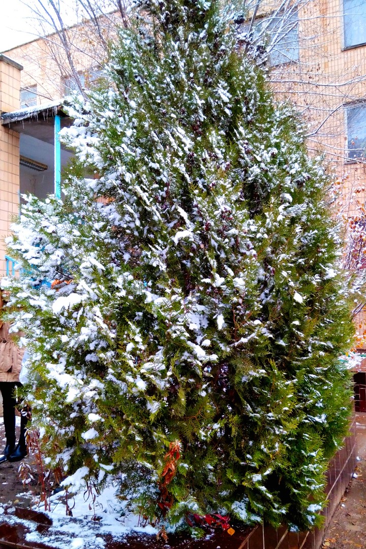 Snowly tree
